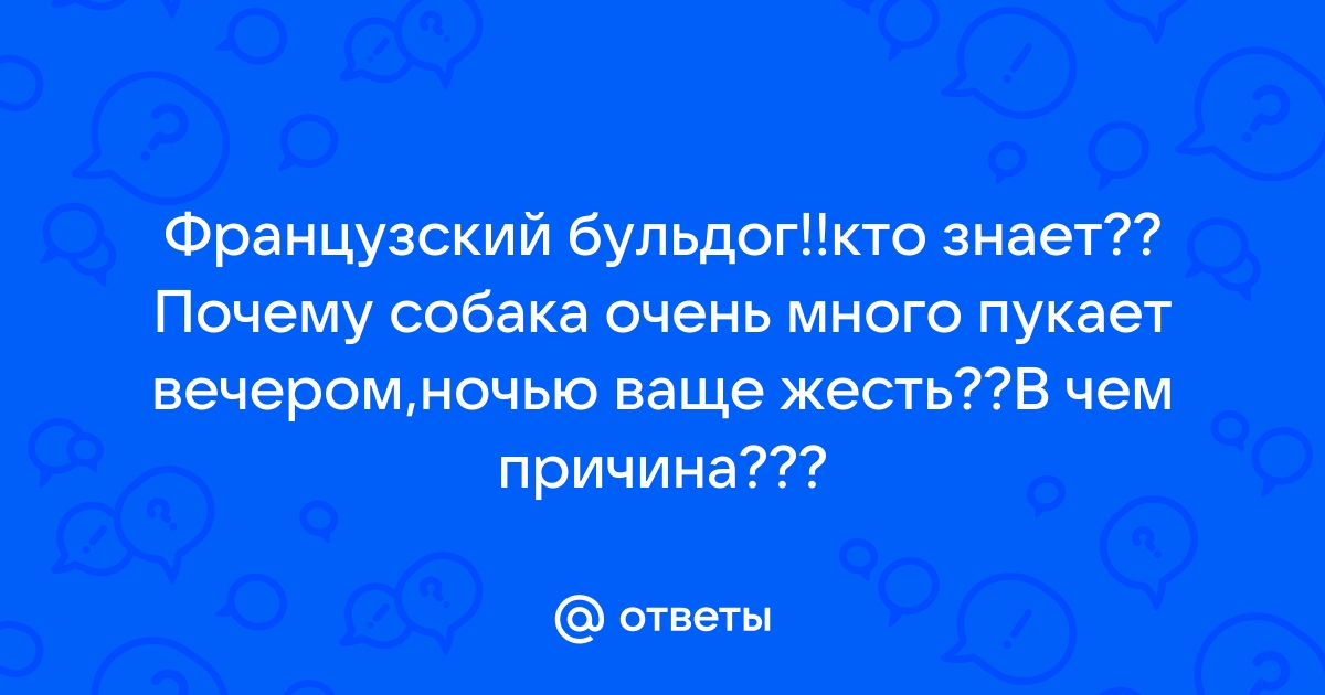 Французские бульдоги.Расскажите.