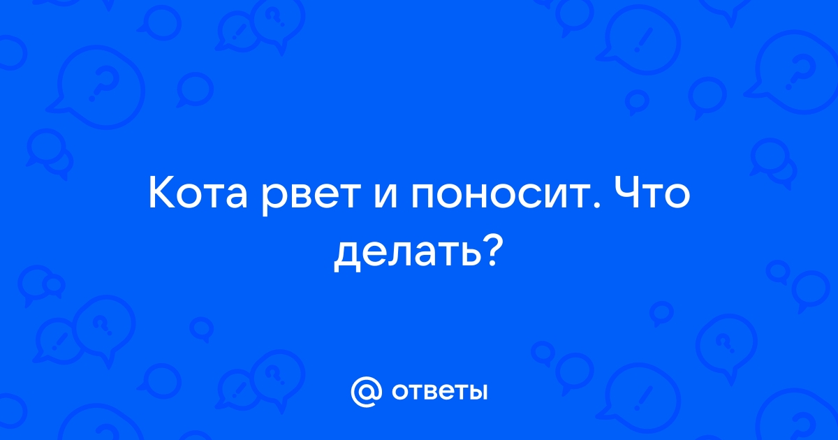 Понос у котов и кошек: как понять причины диареи и чем лечить