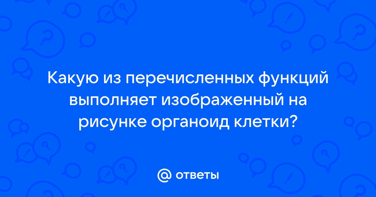 Какую функцию выполняет изображенный на рисунке орган