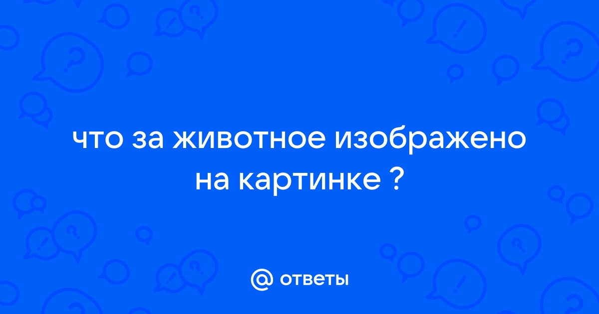 Что за животное изображено на картинке