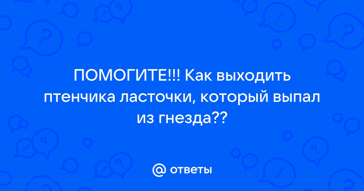 Как помочь ласточке свить гнездо на вашем участке