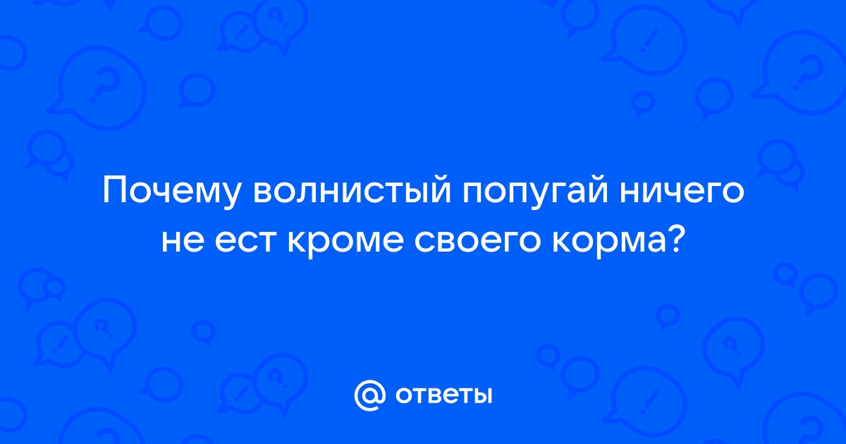 Волнистый попугай. Рвота. Ничего не ест - Основной раздел - Форумы artcentrkolibri.ru - все о птицах