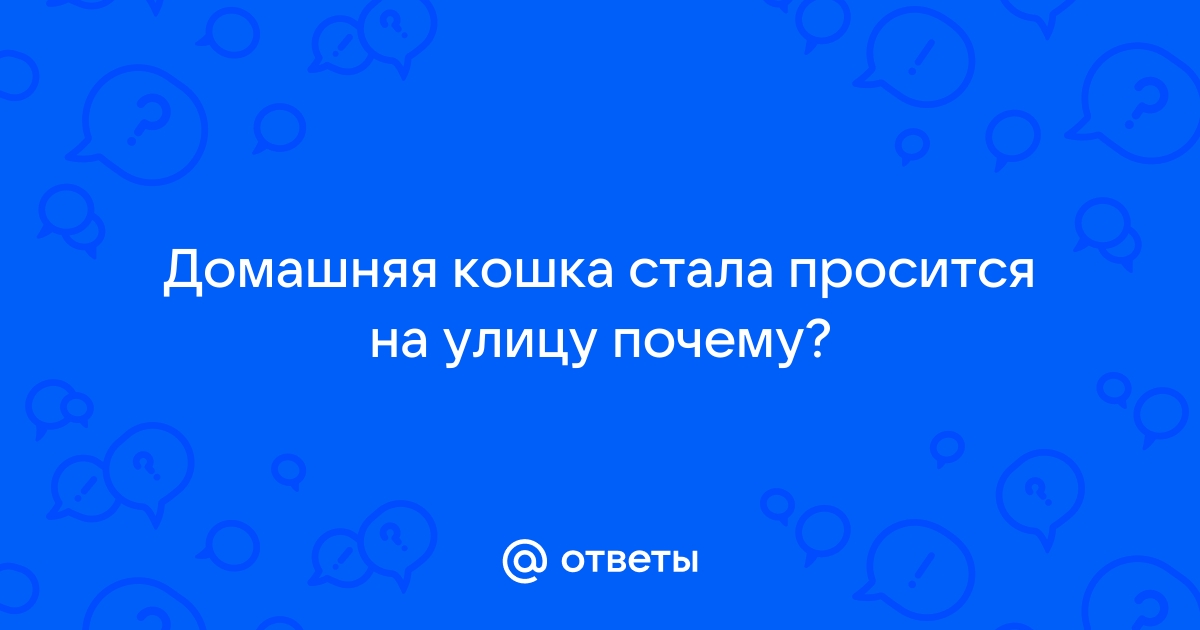 Можно ли отучить кошку от улицы