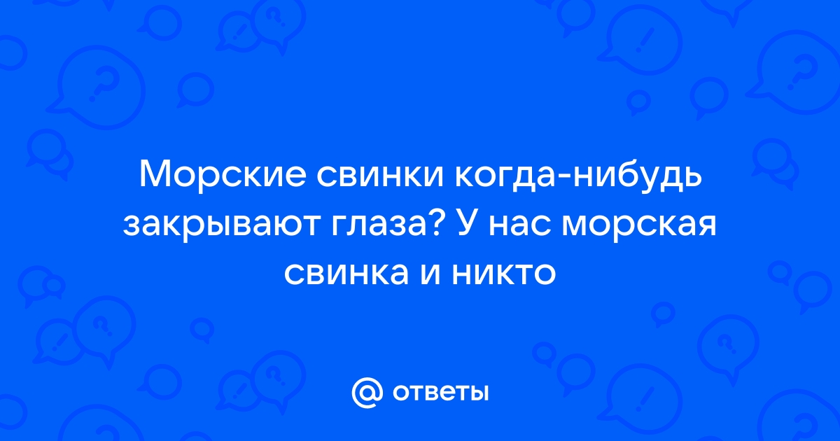 Подскажите, почему морские свинки спят с открытыми глазами?