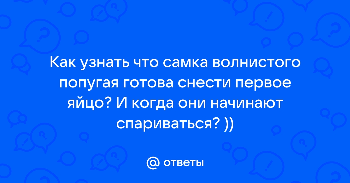 Почему самка попугая не прекращает откладывать яйца? | Статьи ООО Укрвет