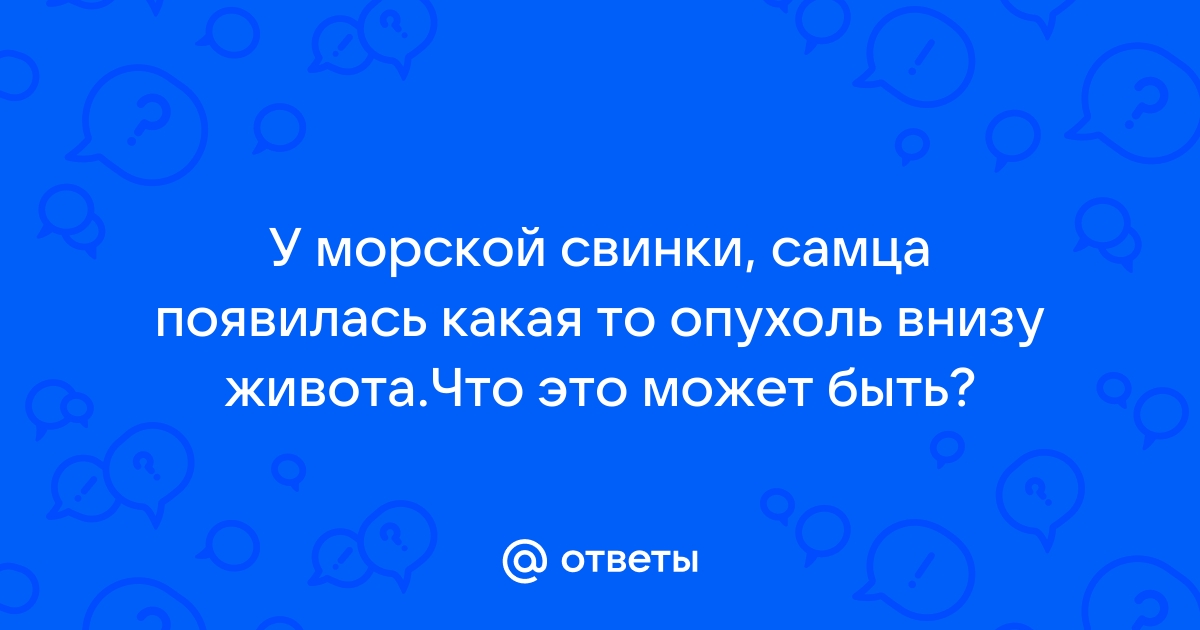 Цены на ветеринарные услуги в Минске