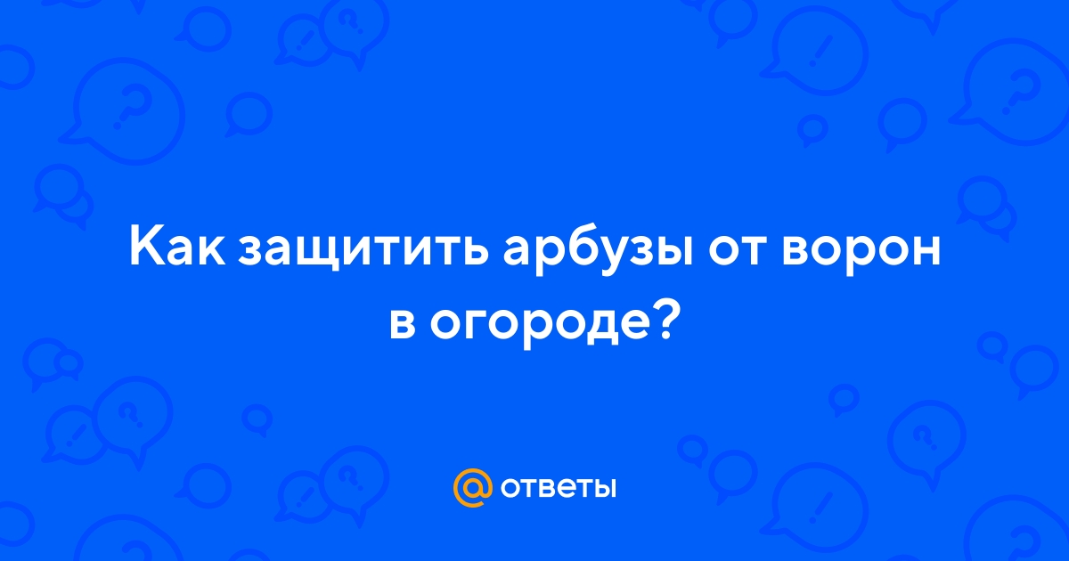 Ответы Mail.ru: Как защитить арбузы от ворон в огороде?