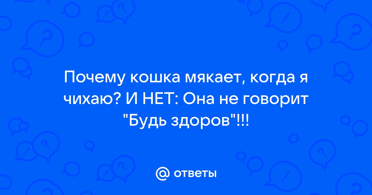 Почему кот мяукает когда я чихаю