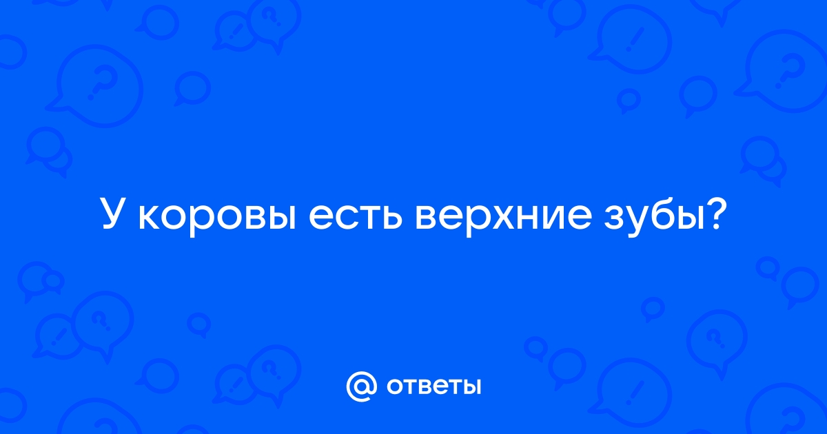 Есть ли у коровы верхние зубы?