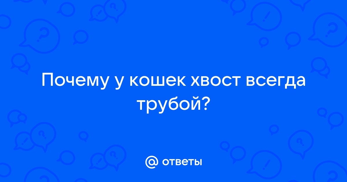 Поведение котов: что означает мяуканье кошки