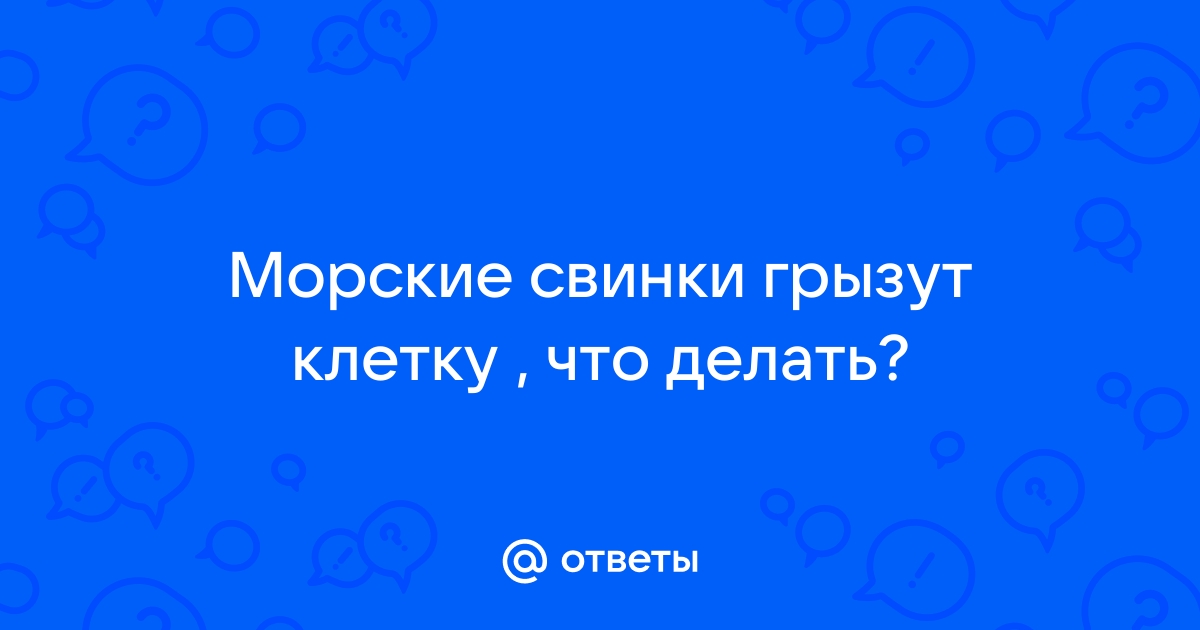 Почему морские свинки все грызут? Как отучить грызть вещи?