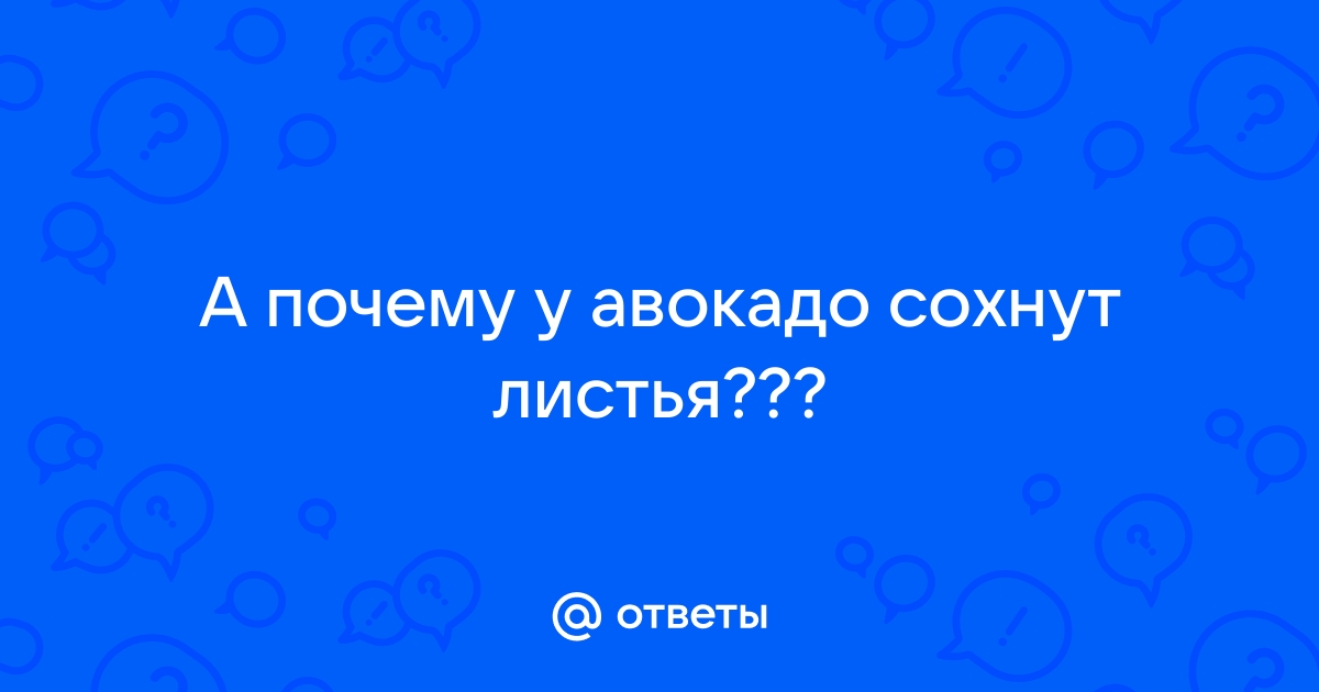 Почему при выращивании авокадо у него сохнут и чернеют листья: 3 роковых ошибки