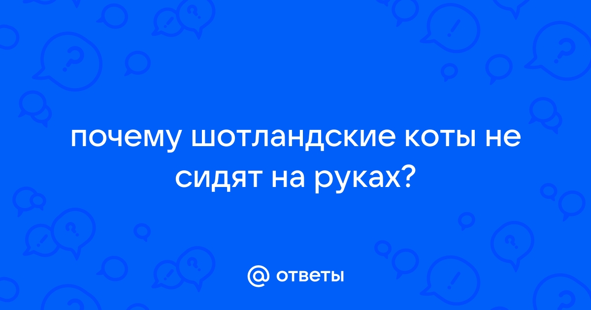 Ответы Mail.ru: почему шотландские коты не сидят на руках?