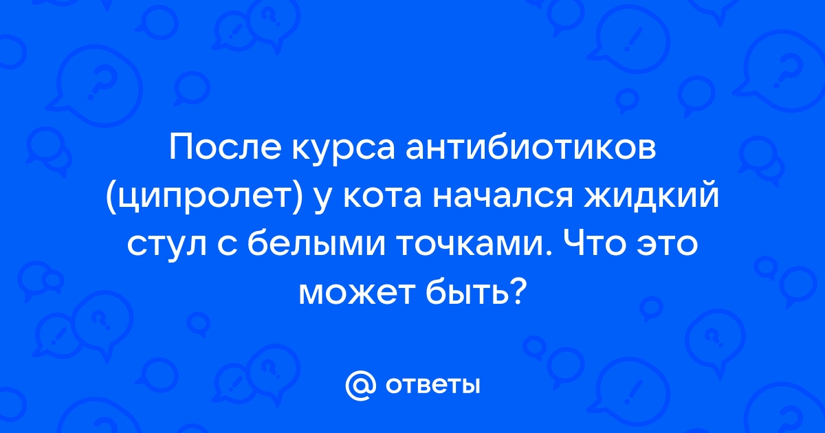 У кота после антибиотиков жидкий стул что делать