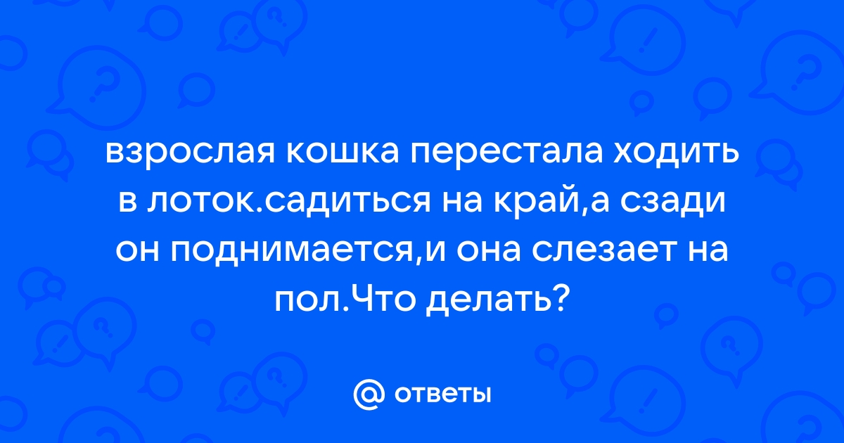 Почему ваша пожилая кошка не пользуется лотком? 7 вероятных причин