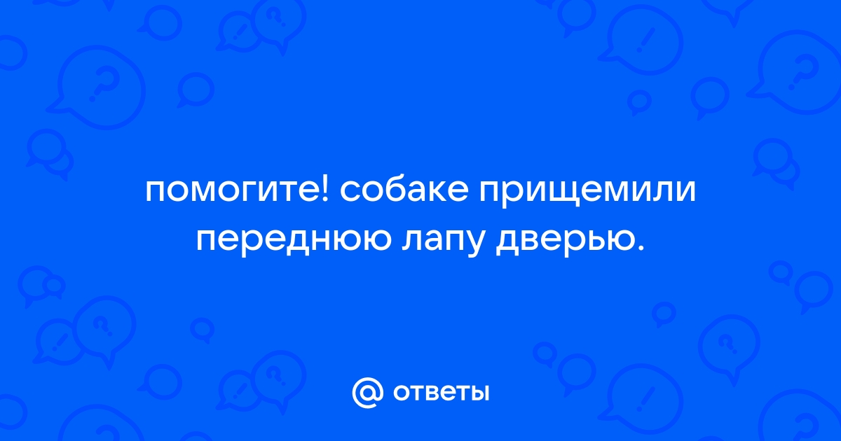 Собака прищемила лапу дверью что делать