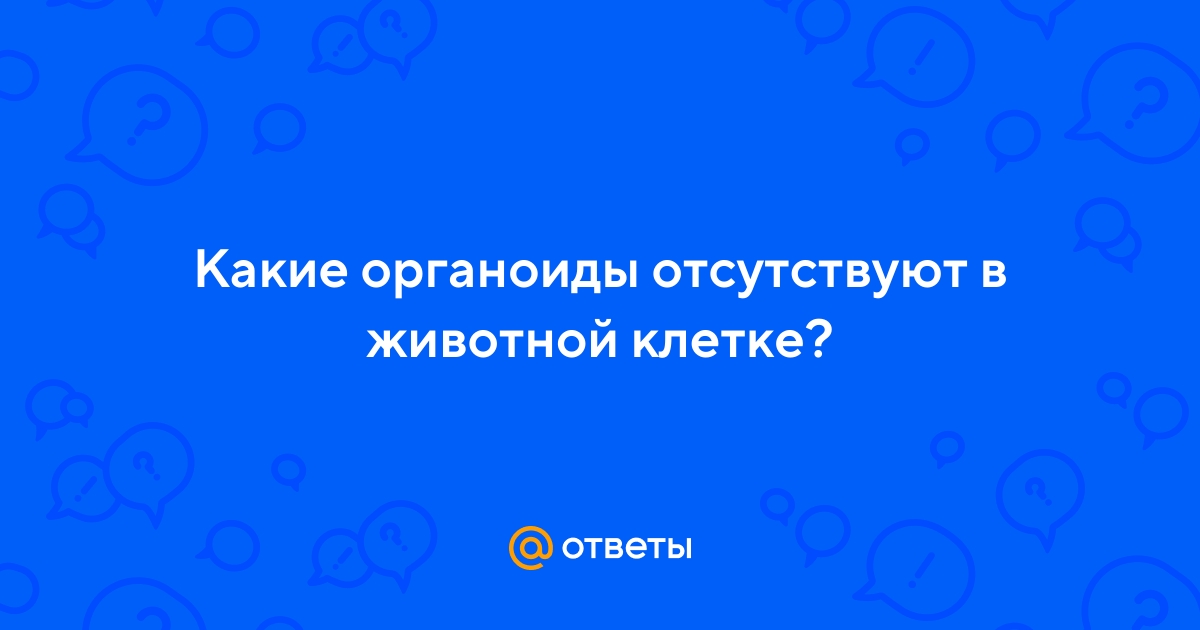Ответы Mail.ru: Какие органоиды отсутствуют в животной клетке?