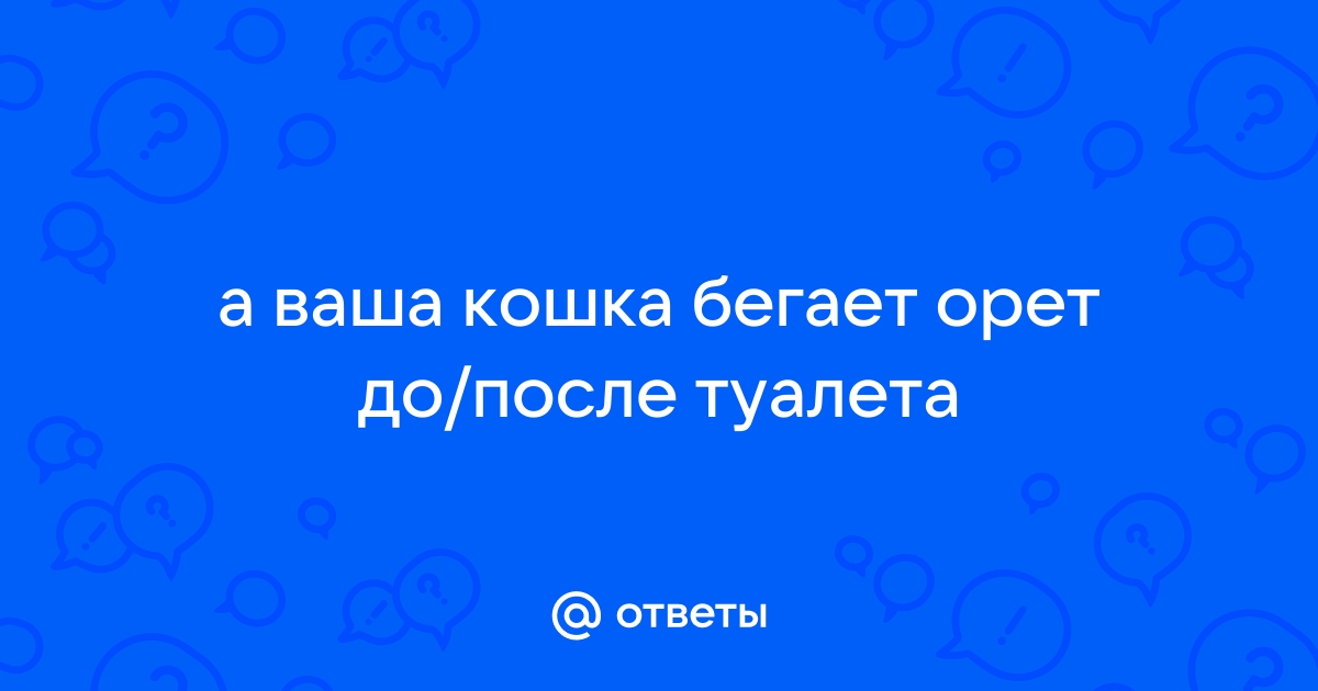 Почему кошки бегают как дикие до и после похода в туалет – объясняет ветеринар - дачник-4.рф