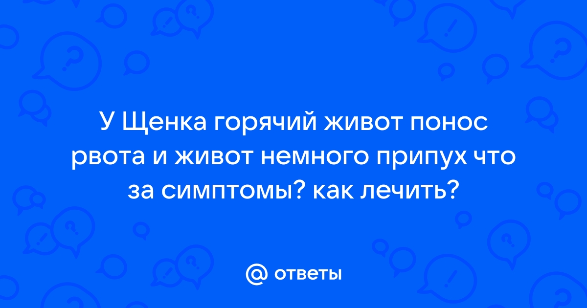 Собаку рвет причины и профилактика — клиника Ветдоктор