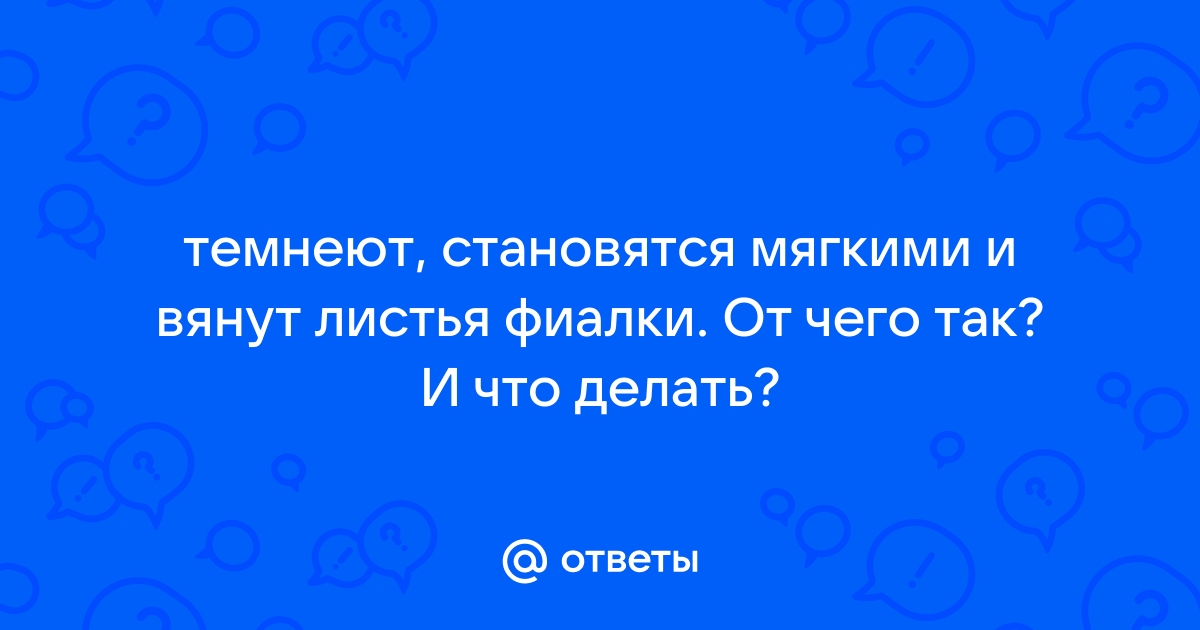 Почему вянут фиалки: досадные ошибки хозяек