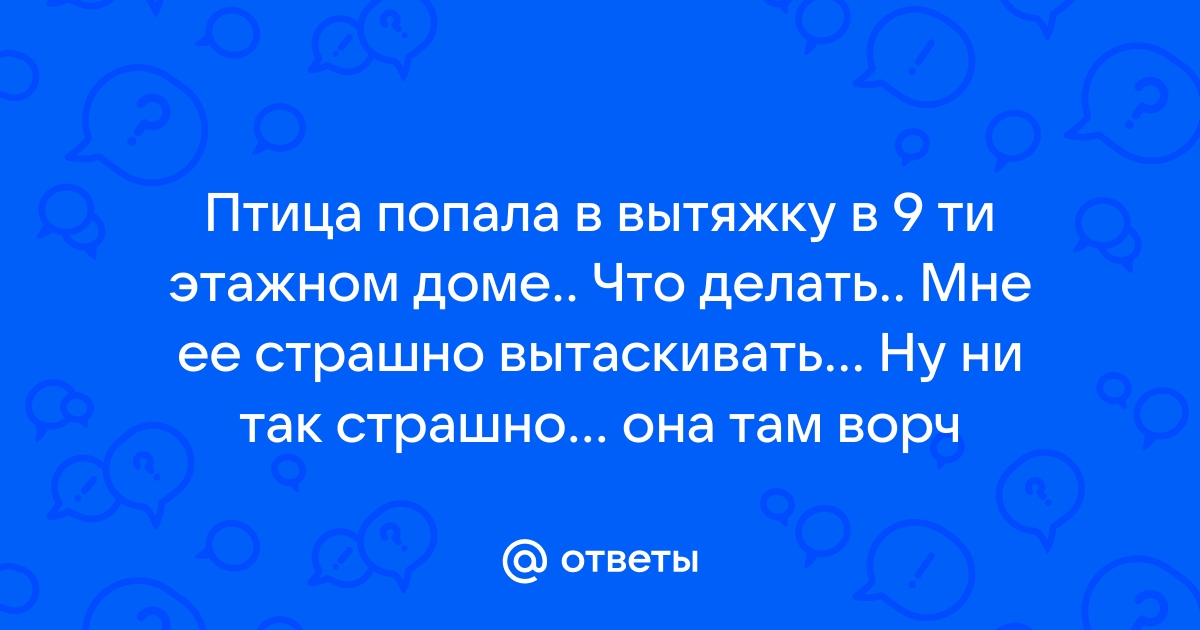 Птица попала в вытяжку на кухне