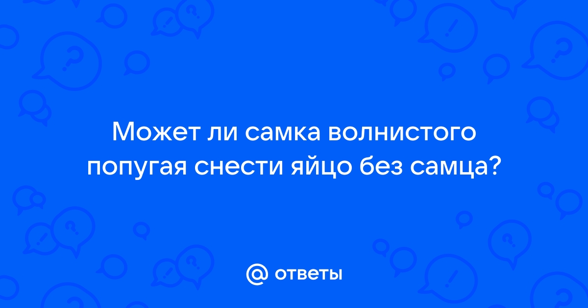 Почему самка попугая не прекращает откладывать яйца?