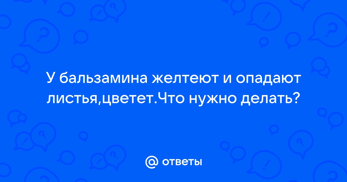 Чем болеют бальзамины и как им помочь. Почему бальзамин не цветет?