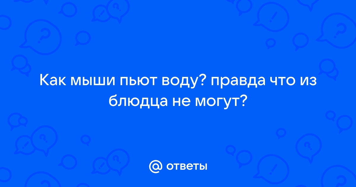 Мыши много пьют?