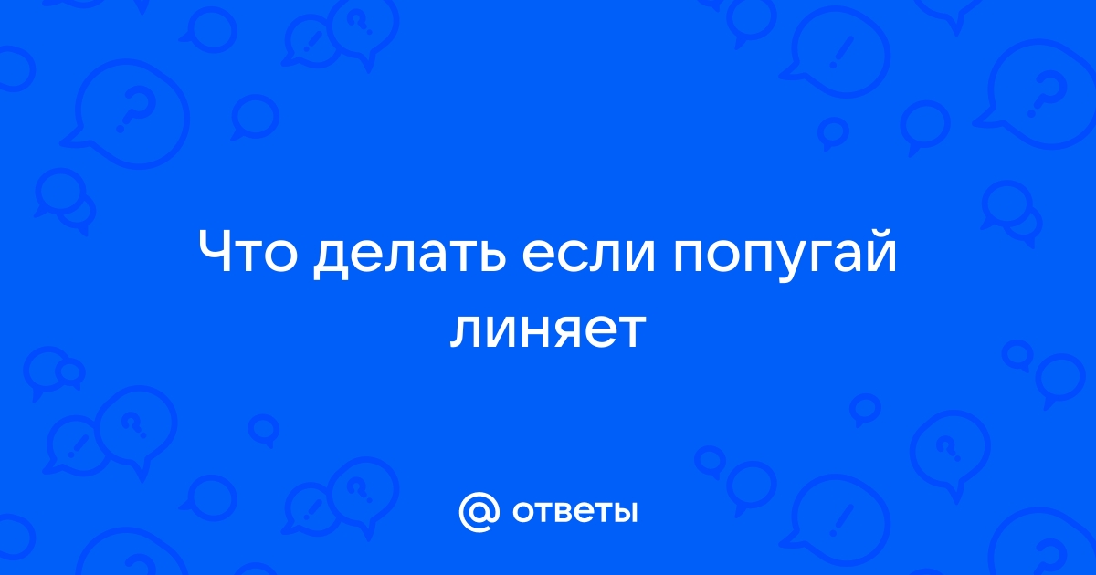 Слишком часто линяет. | Форумы о попугаях chit-zona.ru