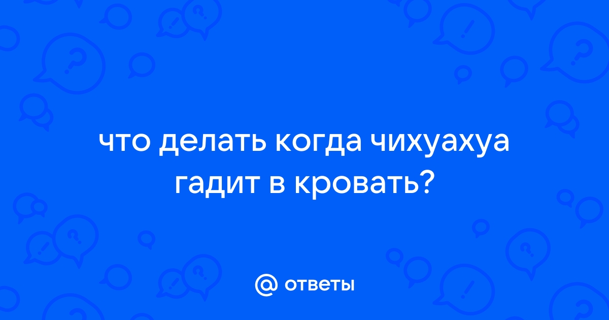 Чихуахуа гадит на кровать