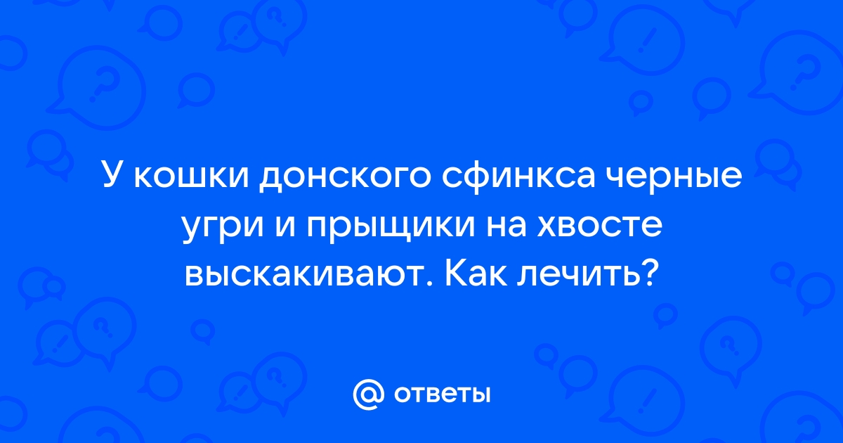 Черные точки на подбородке у кошки?