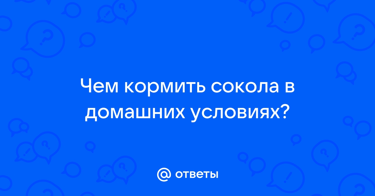 Дрессировка и содержание хищных птиц для соколиной охоты