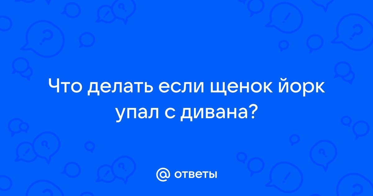 Щенок упал с дивана что делать