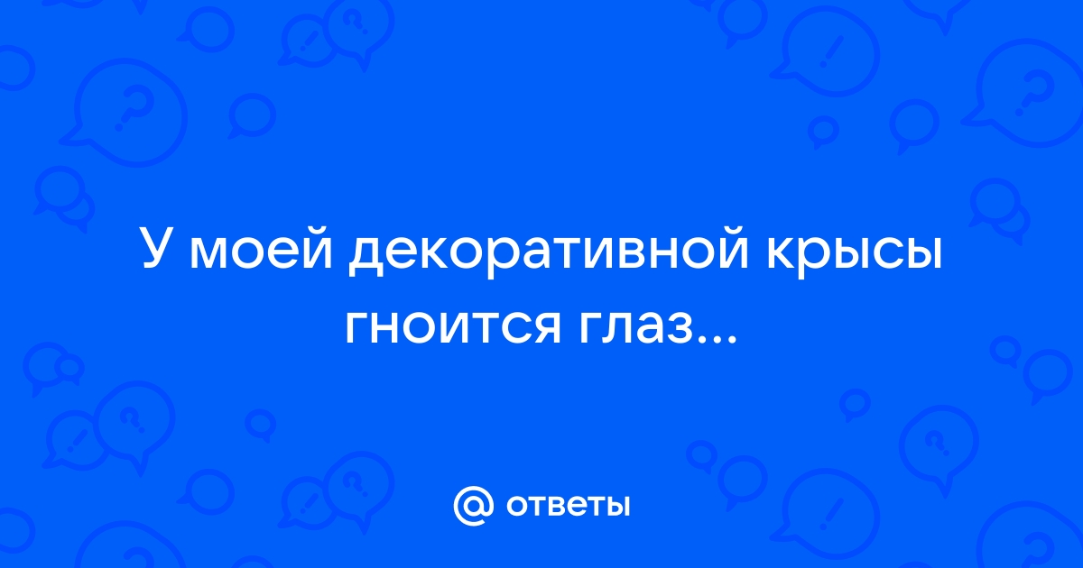 Травмы и повреждения глаз у животных. Что нужно и чего нельзя делать?