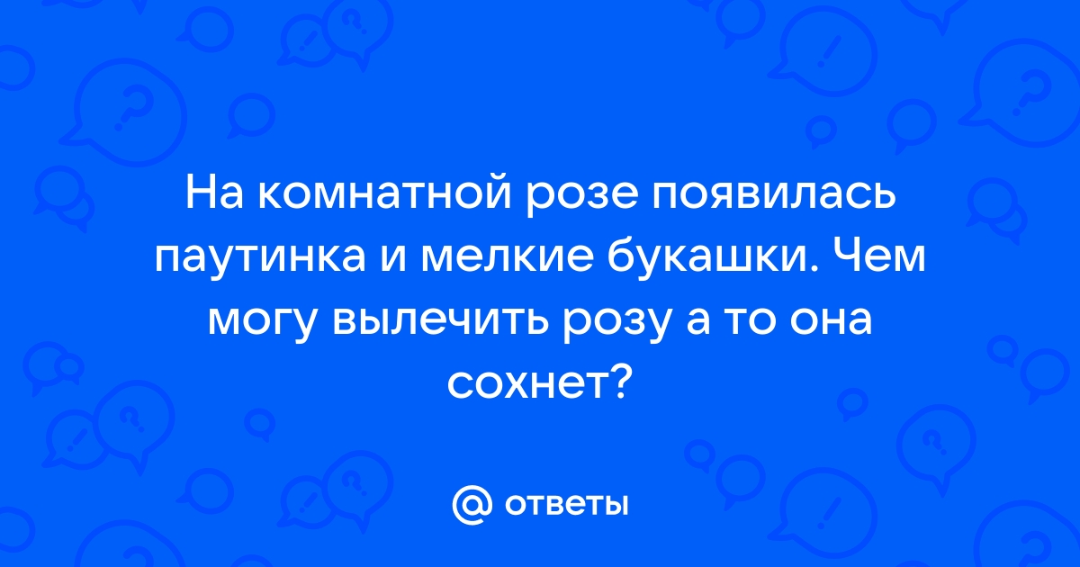 Как избавится от паутинного клеща на розе