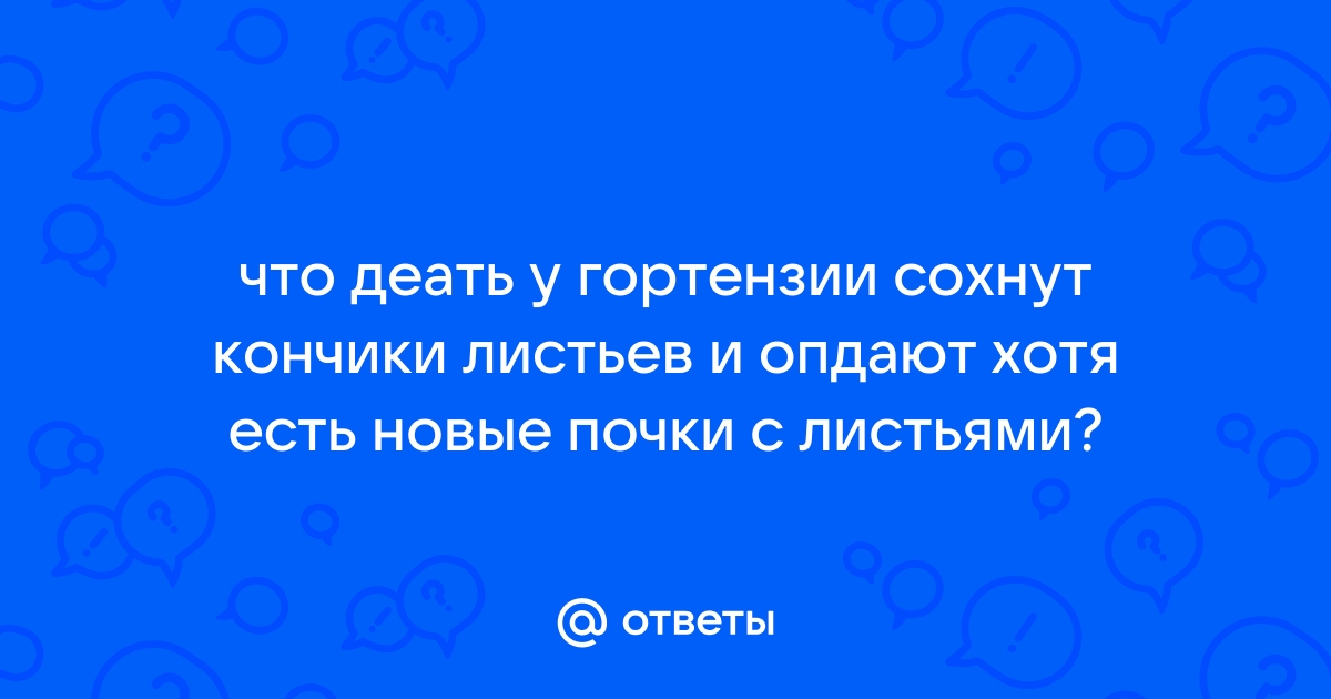 У гортензий сохнут края листьев. Причина – недостаток одного элемента