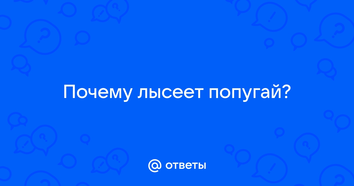 У попугая лысеет затылок