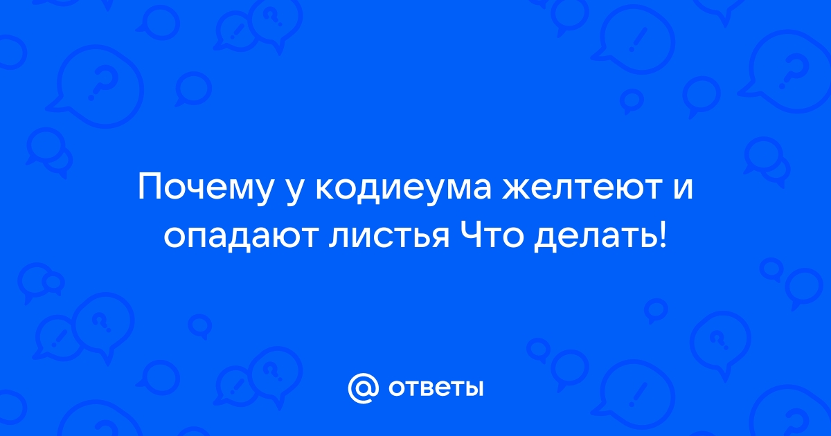 Что делать, если кодиеум сбрасывает листья