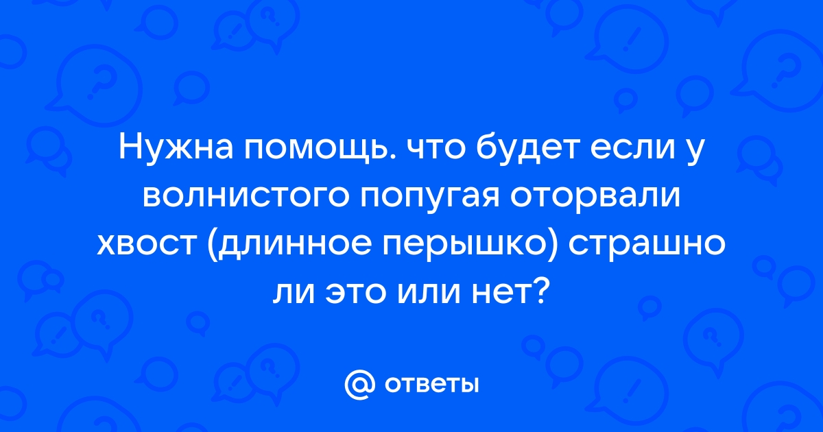 Ребенок оторвал попугаю хвост!!! начинается))), если у попугая оторвали хвост