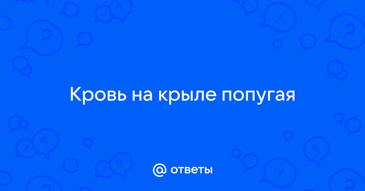 Как понять, что попугай заболел? Симптомы.