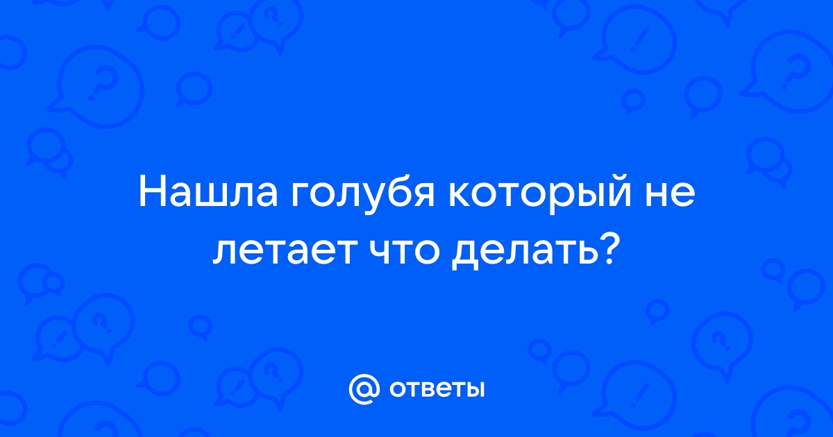 Уличный голубь, внешних травм нет, не может летать - 14 марта - Форум Зоовет