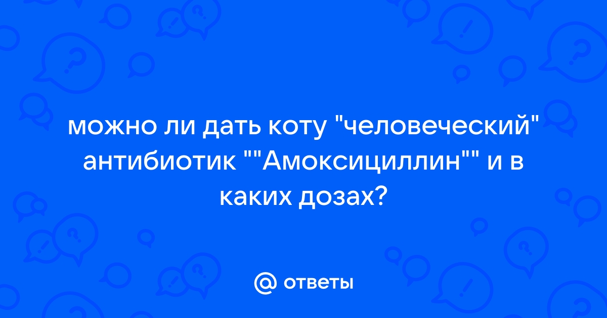 Человеческий антибиотик коту