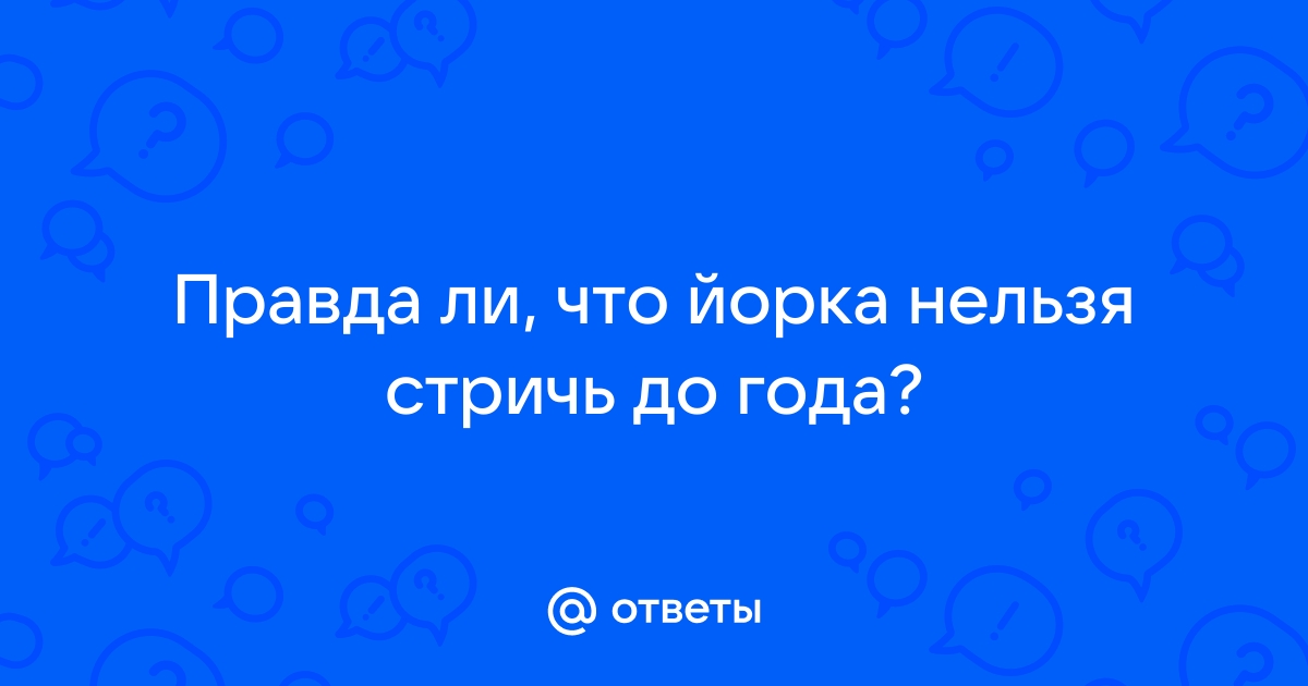 Ответы Mail.ru: Правда ли, что йорка нельзя стричь до года?