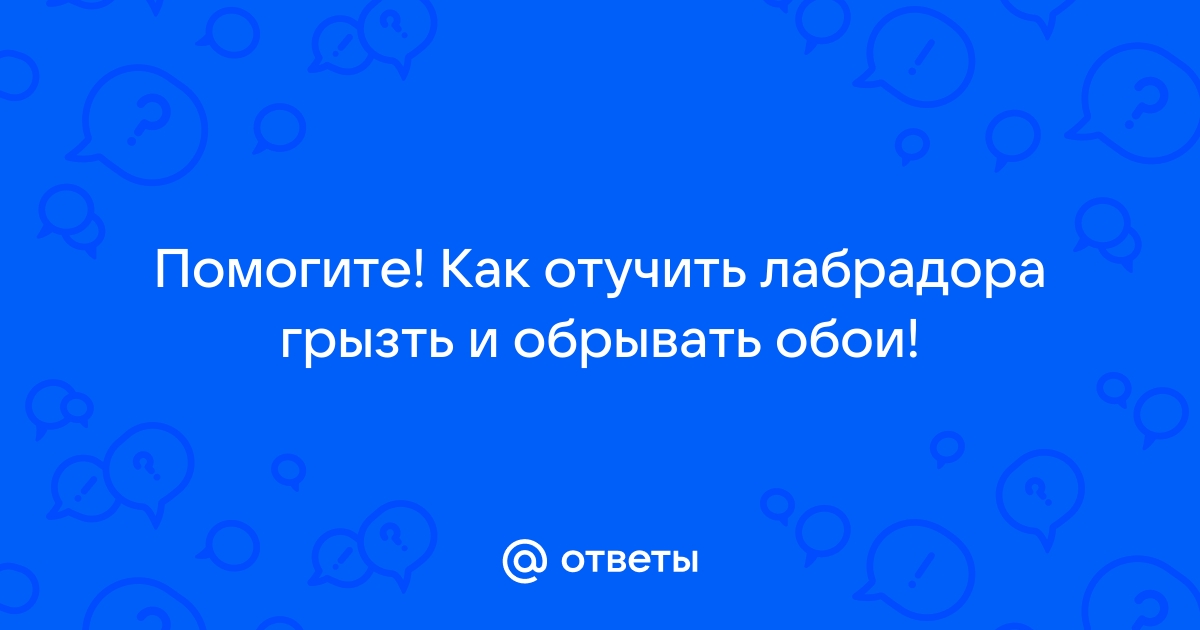 Как отучить попугая грызть обои