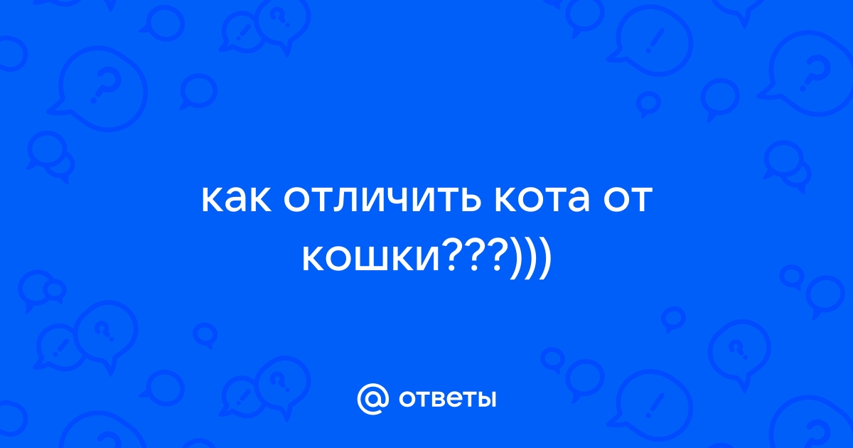 Сколько кошек на картинке правильный ответ