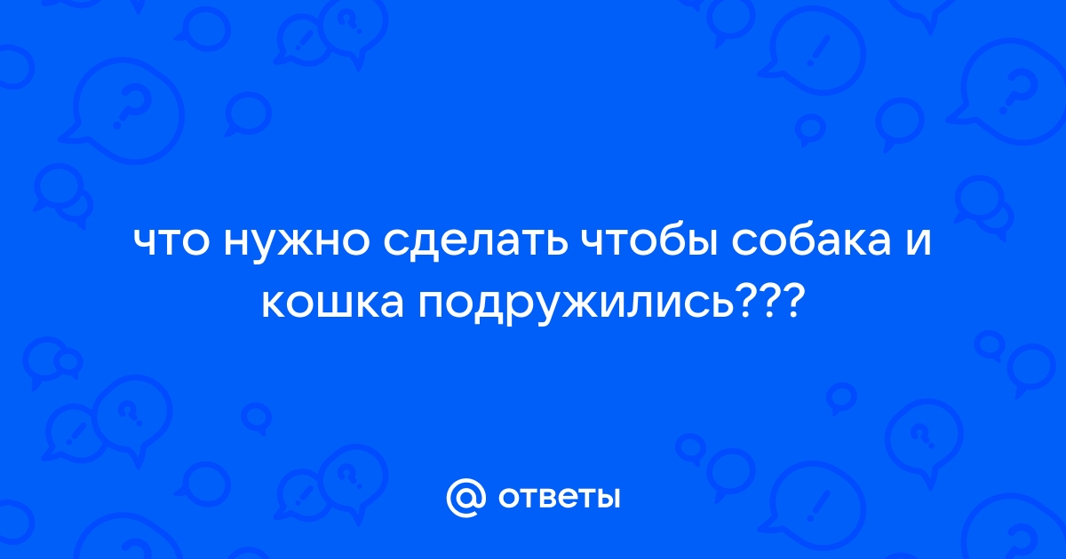 Как подружить кошку с собакой — советы зоопсихолога