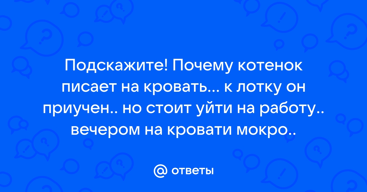 Кошка писает на кровать - Консультации зоопсихолога-фелинолога