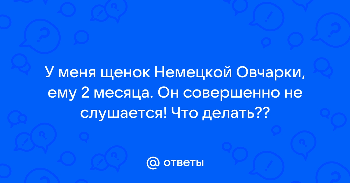 почему не слушается щенок немецкой овчарки | Дзен