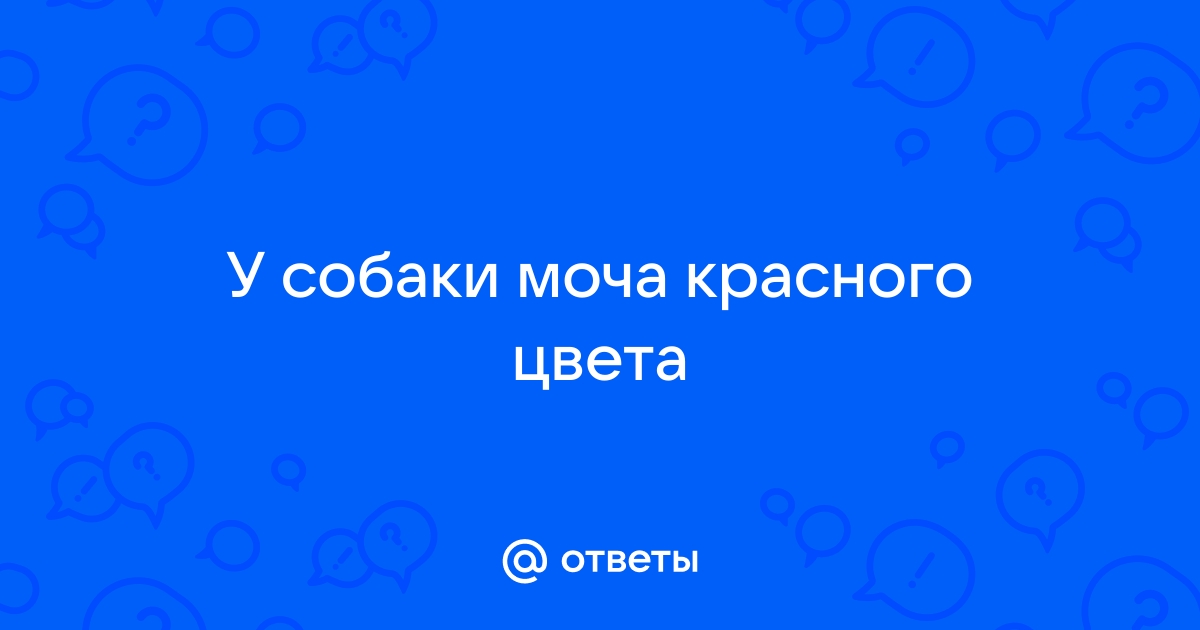 Кровь в моче у собаки: причины и лечение