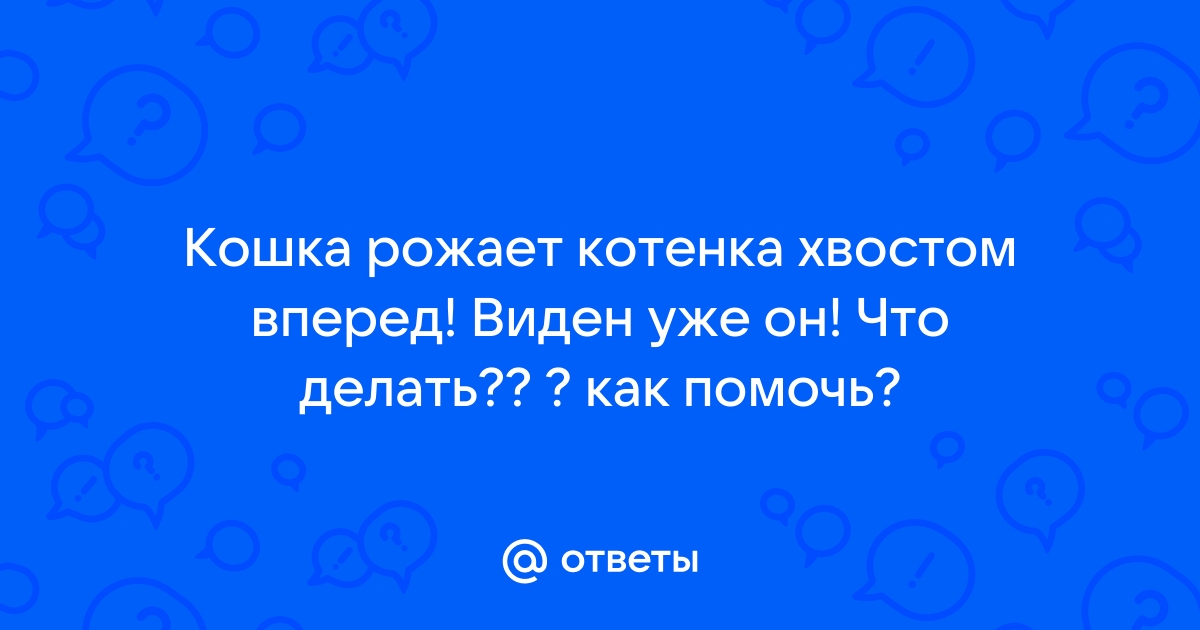 =^..^= Фелинологический Альянс Украины - Роды и уход за новорожденными котятами